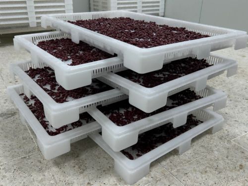 Latest company news about Τι είναι η Ενσωμάτωση Softgel; Εξηγείται η διαδικασία κατασκευής